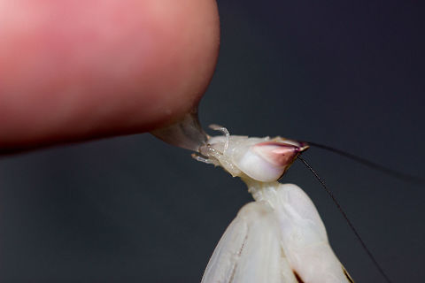 Orchid Mantis (part 2) I'd never have thought that mantis would happily drink honey water from their human's finger. I'm under no illusion that I am only here to serve her :)

https://www.jungledragon.com/image/48058/orchid_mantis_part_1.html Hymenopus coronatus,Malaysian Orchid Mantis