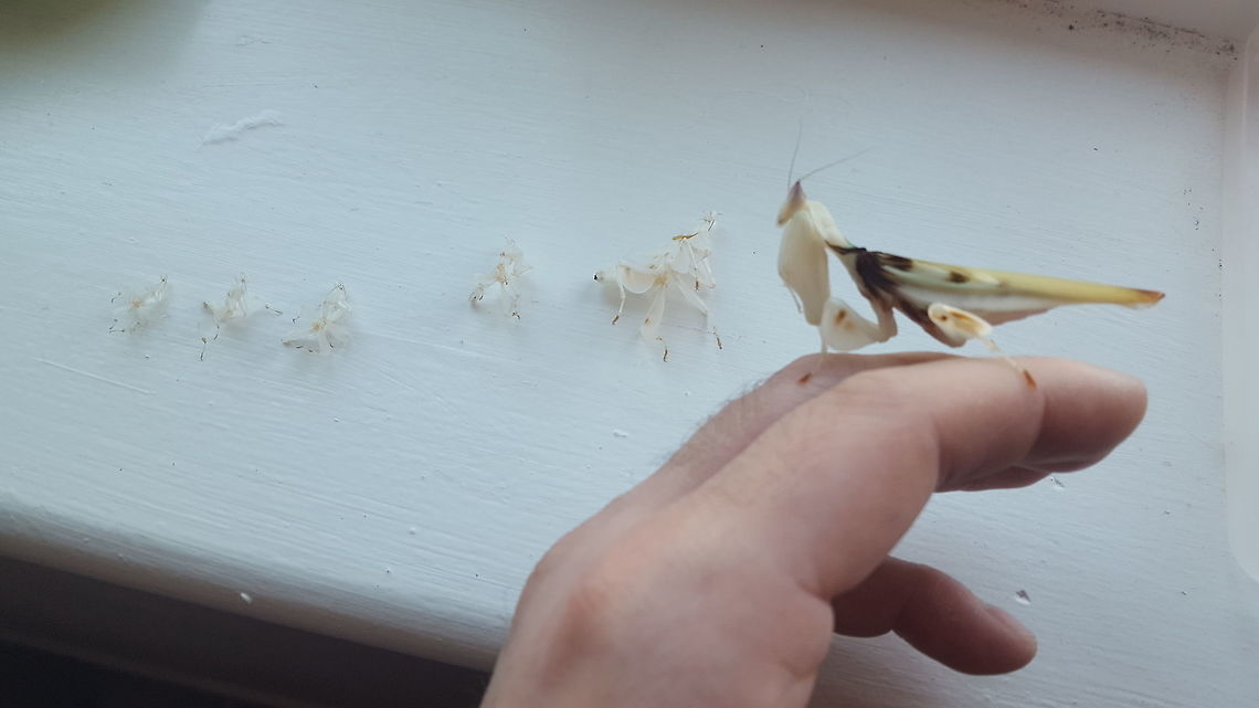 Clothing collection Mal&egrave;na looking back over all of her old &#039;clothes&#039; that no longer fit. Some of the molts didn&#039;t survive very well.  Hymenopus coronatus,Malaysian Orchid Mantis