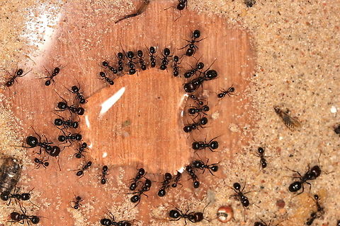 'Ladies Night' at the club The ants and I have come out of hibernation - seems there's been some absolutely wonderful pictures uploaded to JD while I've been away!

I uploaded this one because I thought it would be of interest to see the diverse size range of the Messor Barbarus species. They are just drinking water - I like how they all come together and drink, rather sociable :) Messor barbarus