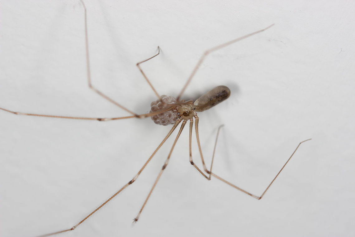 Mother and young Found once again in the corner of a room. Lots of little eggs. Pholcus phalangioides