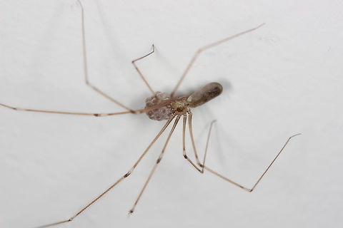 Mother and young Found once again in the corner of a room. Lots of little eggs. Pholcus phalangioides