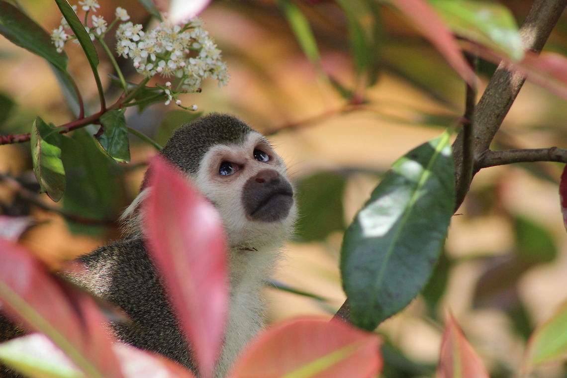 Squirrel Monkey - Yorkshire Wildlife Park I&#039;m reluctant to enter the species/location as it will unfairly skew the points system in my favour. This picture was taken at a Wildlife Park in Yorkshire - I&#039;m uploading it because I like it and I thought it captured the moment perfectly. This was taken from a fair distance away with quick moving targets. Not sure if it was luck or skill that allowed me to get this shot but I love everything about it. I Common squirrel monkey,Geotagged,Saimiri sciureus,Spring,United Kingdom