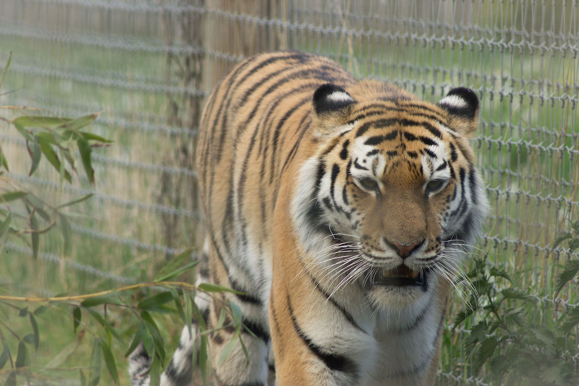 Amur Tiger - Yorkshire Wildlife Park Beautiful creature. Nothing else to say. Geotagged,Panthera tigris altaica,Siberian tiger,Spring,United Kingdom