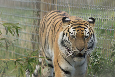 Amur Tiger - Yorkshire Wildlife Park Beautiful creature. Nothing else to say. Geotagged,Panthera tigris altaica,Siberian tiger,Spring,United Kingdom