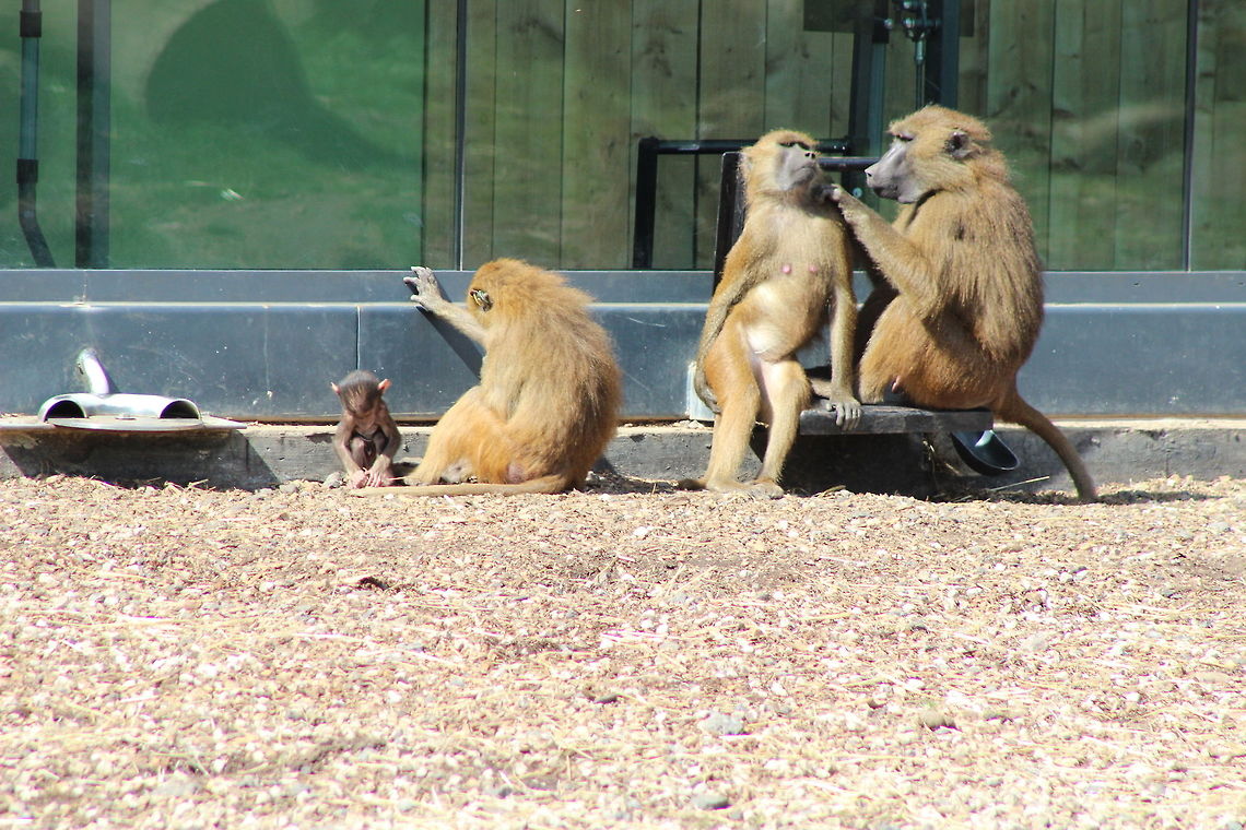 'Tell me I'm beautiful' - Yorkshire Wildlife Park funny creatures, couldn't believe how small the baby was. Geotagged,Guinea baboon,Papio papio,Spring,United Kingdom