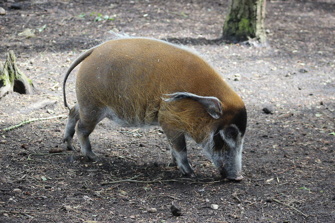 Red River Hog - Yorkshire Wildlife Park  Geotagged,Potamochoerus porcus,Red river hog,Spring,United Kingdom