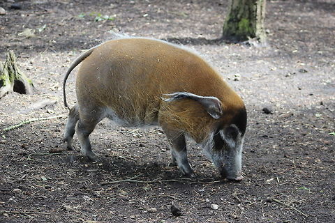 Red River Hog - Yorkshire Wildlife Park  Geotagged,Potamochoerus porcus,Red river hog,Spring,United Kingdom