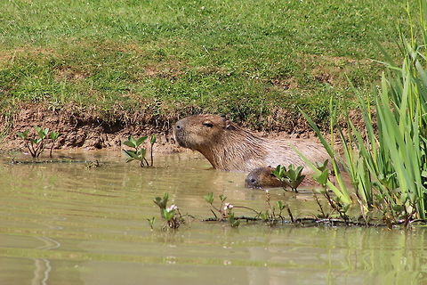 Capybara - Yorkshire Wildlife Park  Capybara,Geotagged,Hydrochoerus hydrochaeris,Spring,United Kingdom