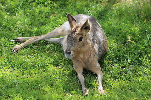 Patagonian Mara - Yorkshire Wildlife Park Just enjoying the sun shine. Dolichotis patagonum,Geotagged,Patagonian mara,Spring,United Kingdom