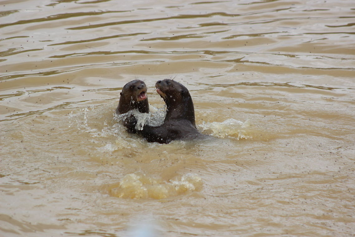 Giant Otter - Yorkshire Wildlife Park These 2 were siblings - chasing each other around the water, in and out. It was an absolute nightmare getting a close up of them quickly enough as they were going underwater, then as soon as you thought you&#039;d got them - they would surface 10m away! Geotagged,Giant otter,Pteronura brasiliensis,Spring,United Kingdom