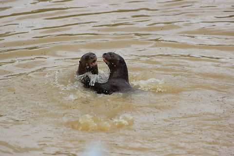 Giant Otter - Yorkshire Wildlife Park These 2 were siblings - chasing each other around the water, in and out. It was an absolute nightmare getting a close up of them quickly enough as they were going underwater, then as soon as you thought you'd got them - they would surface 10m away! Geotagged,Giant otter,Pteronura brasiliensis,Spring,United Kingdom