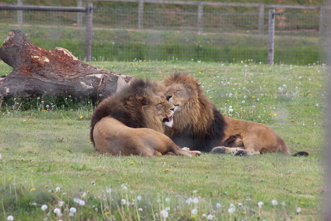 Lions - Yorkshire Wildlife Park A beautiful moment of tenderness between these brothers - grooming each other and snoozing. These were by far my favorite animal that I saw. Just awe inspiring. I was lucky to hear them roaring too in response to the roars of &#039;Simba&#039; in another part of the park. So incredibly beautiful. Geotagged,Lion,Panthera leo,Spring,United Kingdom