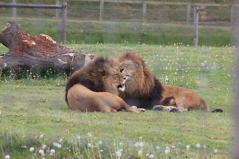 Lions - Yorkshire Wildlife Park A beautiful moment of tenderness between these brothers - grooming each other and snoozing. These were by far my favorite animal that I saw. Just awe inspiring. I was lucky to hear them roaring too in response to the roars of 'Simba' in another part of the park. So incredibly beautiful. Geotagged,Lion,Panthera leo,Spring,United Kingdom