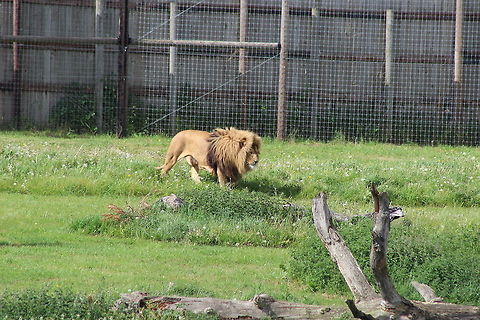 Simba - Yorkshire Wildlife Park This is 'Simba' - what a majestic creature and his roar is something to hear! Geotagged,Lion,Panthera leo,Spring,United Kingdom
