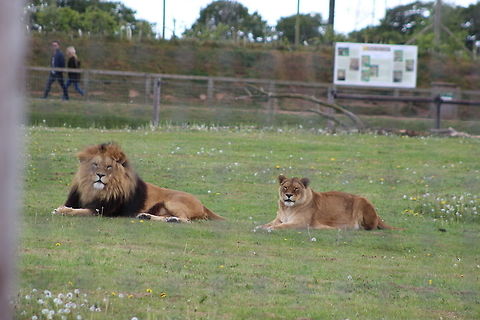 Lion & Lioness - Yorkshire Wildlife Park Just taking it easy... Geotagged,Lion,Panthera leo,Spring,United Kingdom