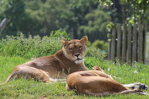 Lioness - Yorkshire Wildlife Park  Geotagged,Lion,Panthera leo,Spring,United Kingdom