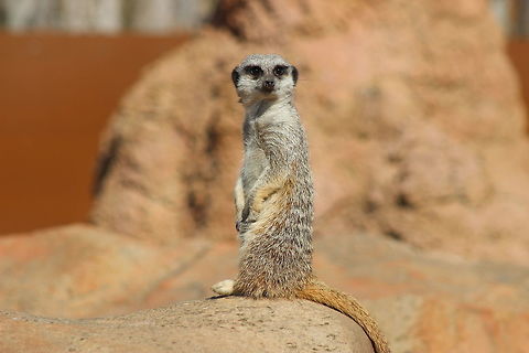 Meerkat - Yorkshire Wildlife Park  Geotagged,Meerkat,Spring,Suricata suricatta,United Kingdom