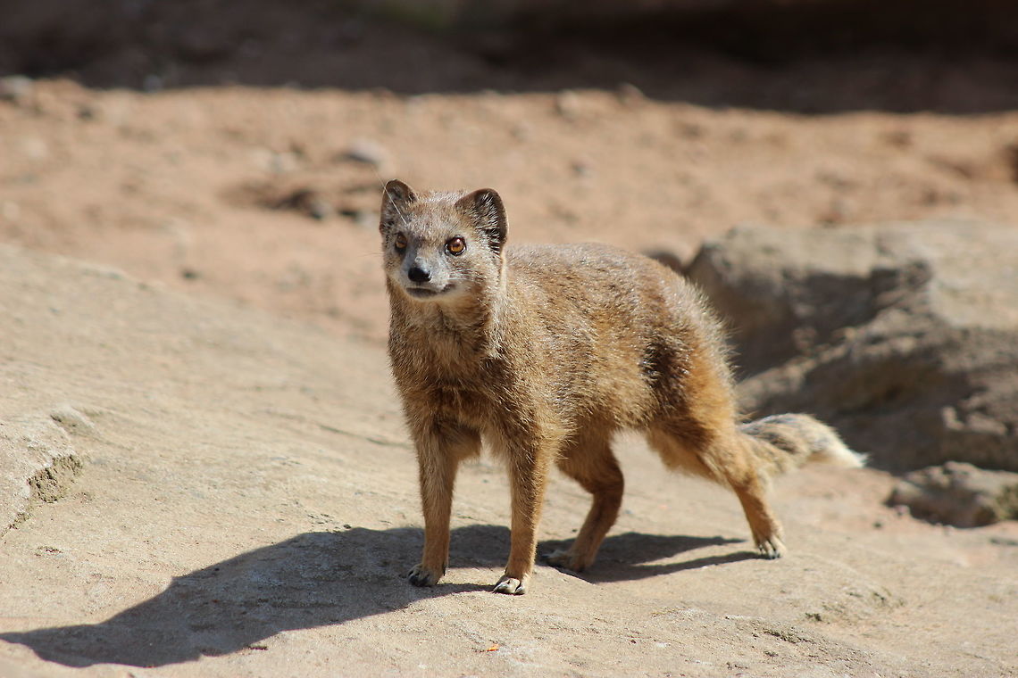 Yellow Mongoose - Yorkshire Wildlife Park  Cynictis penicillata,Geotagged,Spring,United Kingdom,Yellow Mongoose
