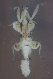 Malaysian Orchid Mantis Laying Ootheca Went into the bedroom tonight and found my mantis laying an ootheca. Bit of a surprise. It SHOULD be infertile, but the lady I bought it from said that 2 of her other mantis who are around the same age as mine have laid ooths and they have hatched. Which is odd because she swears that the mantis have not had any 'Gentlemen Callers'...

Short UHD video - shame the quality isn't better but it's hard getting decent shots using a mobile through a plastic container :-/
https://youtu.be/tG7w13YARXc Hymenopus coronatus,Malaysian Orchid Mantis