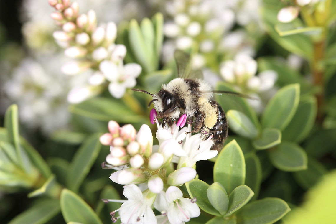 Ashy Mining Bee Never seen one of these before. There&#039;s a beautiful bush in our front garden that is covered in white flowers. I spotted about 6 different species of bee enjoying it as I walked past but this one caught my eye as it was a little more shy than the rest. Took a (slightly out of focus) picture and managed to identify it. Can&#039;t tell if this is the male or female. Still, always nice to see a friendly bee doing well. Andrena cineraria,Ashy mining bee,Geotagged,Spring,United Kingdom