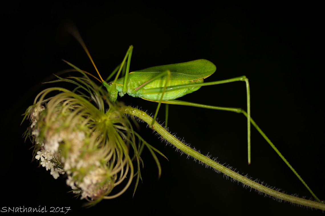 Acrometopa servillea Seen in Arillas, Corfu this year. Distinct lack of bugs this year, This one was missing part of it&#039;s leg. Acrometopa servillea,Bush cricket,Geotagged,Greece,Summer