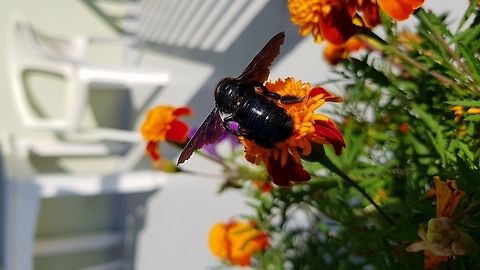 Carpenter_bee  Geotagged,Greece,Violet carpenter bee,Xylocopa violacea