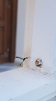 Parasitic Wasp -  Gasteruption jaculator (I think) Took this with my mobile phone as it was hovering around. Terrifying looking creature - not seen a parasitic wasp like this before. Pity I didn't have my proper camera on me to take a better shot :-/ Gasteruption jaculator,Geotagged,Greece,Summer