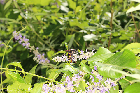 Mammoth Wasp Never seen one of these in the wild before but I followed this one for a few hundred meters. To my surprise, it was actually pretty placid - I'd done some research on them so knew that despite their fearsome reputation and the fact they are huge and terrifying looking, it was quite a nice creature. The sheer size of it was awesome. Pity I couldn't get a closer shot but the bush was too deep and I wasn't about to go diving into it after the hornet ;) Geotagged,Greece,Mammoth wasp,Megascolia maculata,Megascolia maculata maculata,Summer