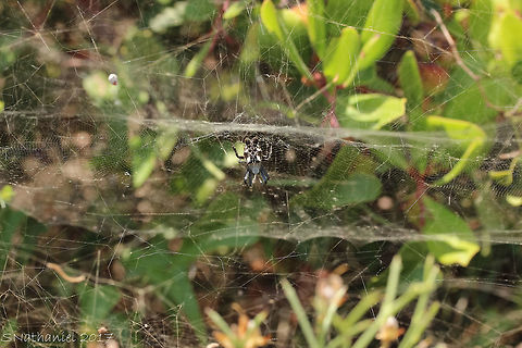 Tropical Tent Spider Amazing webs, menacing looking arachnids! Cyrtophora citricola,Geotagged,Greece,Summer,Tropical Tent-Web Spider