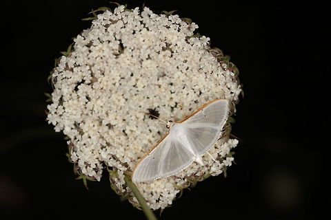 Palpita vitrealis  Geotagged,Greece,Palpita vitrealis,Summer