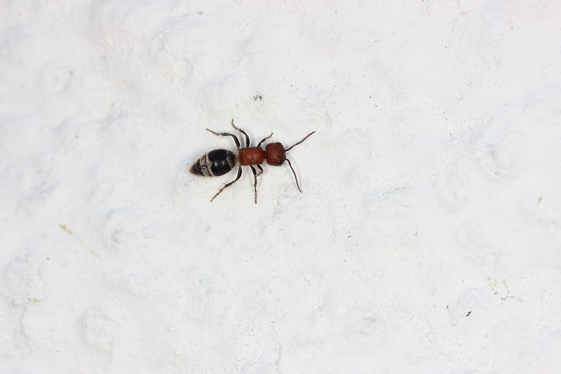 Velvet Ant - Timulla vagans Saw this &#039;ant&#039; on a wall - I know my South European ant species quite well but didn&#039;t recognise this one at all. Then it dawned on me...what if this isn&#039;t an ant, but a velvet ant or wingless wasp! A quick google search later and it turns out it is indeed a velvet ant, this is the female and apparently she packs a severe punch when it comes to her sting - not as bad as the &#039;cow killer&#039; velvet ant though ;) Geotagged,Greece,Summer,Timulla vagans,Velvet Ant