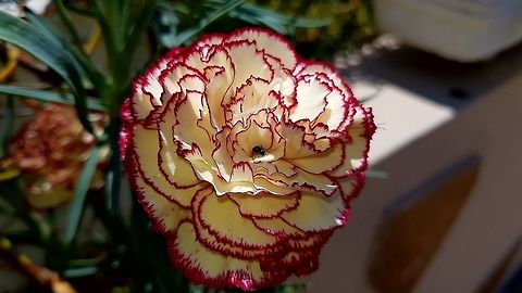 Carnation  Geotagged,Greece