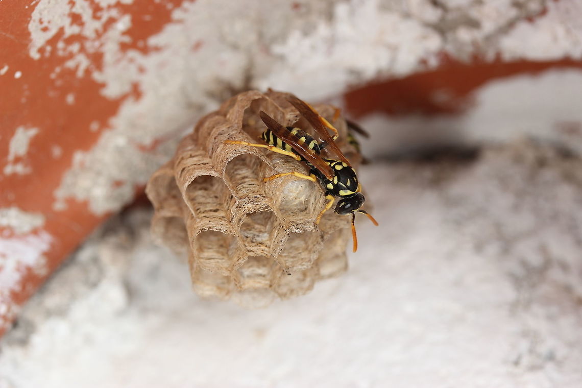 European Paper Wasp with Nest A pretty chilled out wasp despite how close I was to it's nest.  European paper wasp,Geotagged,Greece,Polistes dominula,Summer
