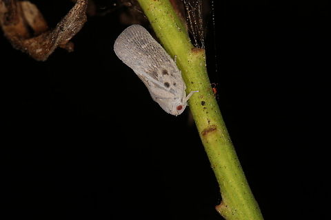 Leafhopper -  Citrus Flatid Planthopper,Geotagged,Greece,Metcalfa pruinosa,Summer