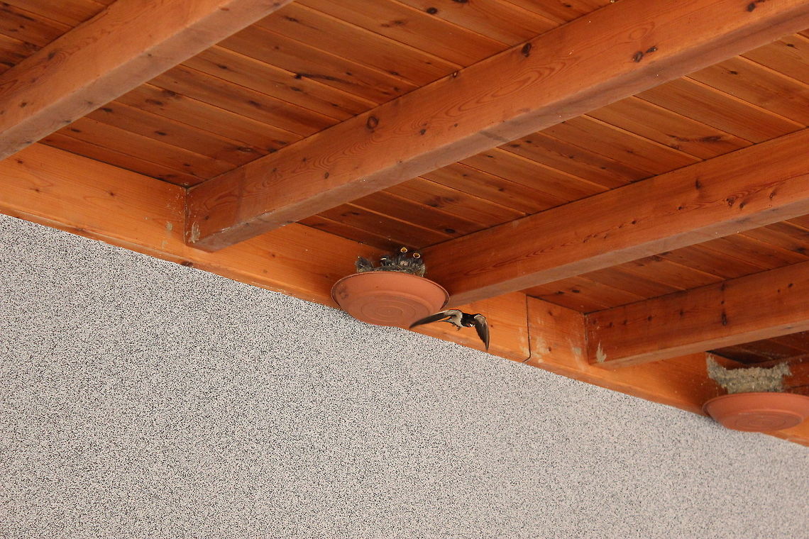Barn Swallow Nest Non stop feeding of the babies - the parents must be absolutely worn out! Barn Swallow,Geotagged,Greece,Hirundo rustica,Summer
