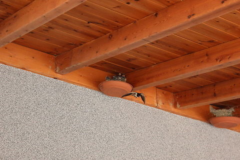 Barn Swallow Nest Non stop feeding of the babies - the parents must be absolutely worn out! Barn Swallow,Geotagged,Greece,Hirundo rustica,Summer