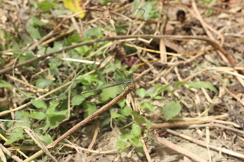 Damselfly Presently unidentified - still working on it. Advice welcome! Geotagged,Greece,Summer