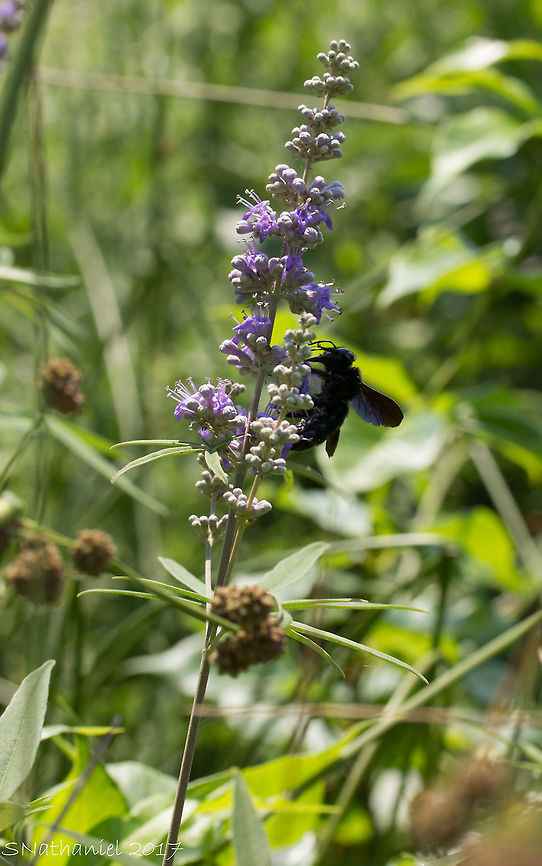 Pretty carpenter bee on a flower  Geotagged,Greece,Summer,Violet carpenter bee,Xylocopa violacea