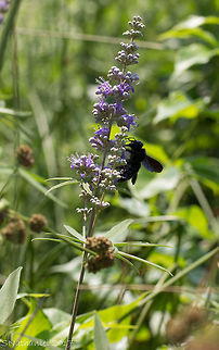 Pretty carpenter bee on a flower  Geotagged,Greece,Summer,Violet carpenter bee,Xylocopa violacea