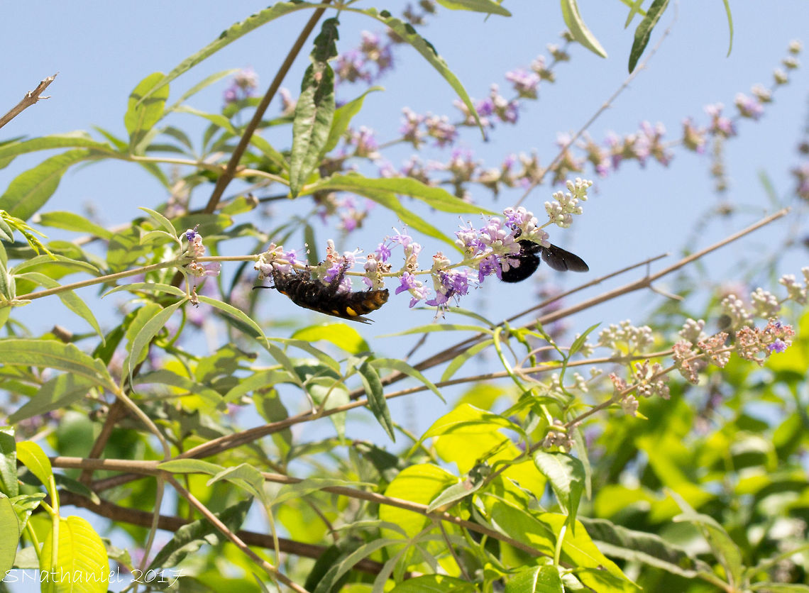 Gentle Giants A Mammoth Wasp &amp; Carpenter Bee staying out of each others way while collecting pollen/nectar  Geotagged,Greece,Mammoth wasp,Megascolia maculata flavifrons,Summer
