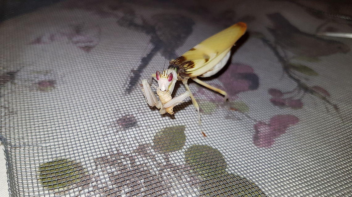 Mad Malaysian Orchid Mouthparts I&#039;m always in awe at mantis mouth parts. They can tear through hard chitin with ease. <br />
<br />
<section class="video"><iframe width="448" height="282" src="https://www.youtube-nocookie.com/embed/zybl8JTQbT8?hd=1&autoplay=0&rel=0" frameborder="0" allowfullscreen></iframe></section> (4K option available) Hymenopus coronatus,Malaysian Orchid Mantis,Non-native,captive