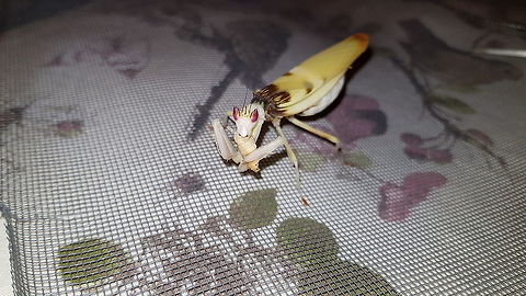 Mad Malaysian Orchid Mouthparts I'm always in awe at mantis mouth parts. They can tear through hard chitin with ease. 

https://youtu.be/zybl8JTQbT8 (4K option available) Hymenopus coronatus,Malaysian Orchid Mantis,Non-native,captive