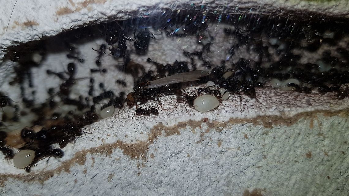 Princes and Princesses My Messor Barbarus colony has after 5 years started producing the future Queens and drones. Looking in the nest I noticed something which I thought was a cricket wing casing moving around but upon investigating further, there's at least 2 Princesses and 4 drones. Judging by the size of some of the dolls - there are plenty more Princesses to come! <br />
<br />
I'm like a proud father..... Messor barbarus,captive colony,non-native