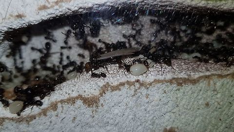 Princes and Princesses My Messor Barbarus colony has after 5 years started producing the future Queens and drones. Looking in the nest I noticed something which I thought was a cricket wing casing moving around but upon investigating further, there's at least 2 Princesses and 4 drones. Judging by the size of some of the dolls - there are plenty more Princesses to come! 

I'm like a proud father..... Messor barbarus,captive colony,non-native