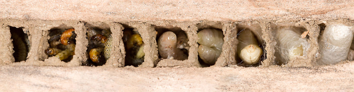 Ancistrocerus trifasciatus Larvae Apologies, I have no idea what species these are at the moment. I have a little 'bee hotel' in the back garden. I've not seen anything going in and out of it but after taking off the roof, I noticed that something had indeed been in, laid offspring and left. I don't know if all of these belong to the same species but are at different stages of development.<br />
The larvae encased in the silk was at the back of the nest, so if this is the most mature 'tenant' - how will it get out when it reaches maturity.<br />
<br />
This was originally 3 images but thanks to the wonder of Photoshop (of which I'm a complete novice) I found it stupidly easy to stitch the images together making them they look like 1! Very impressed with the software. Ancistrocerus trifasciatus,Potter wasp,Rhynchium oculatum