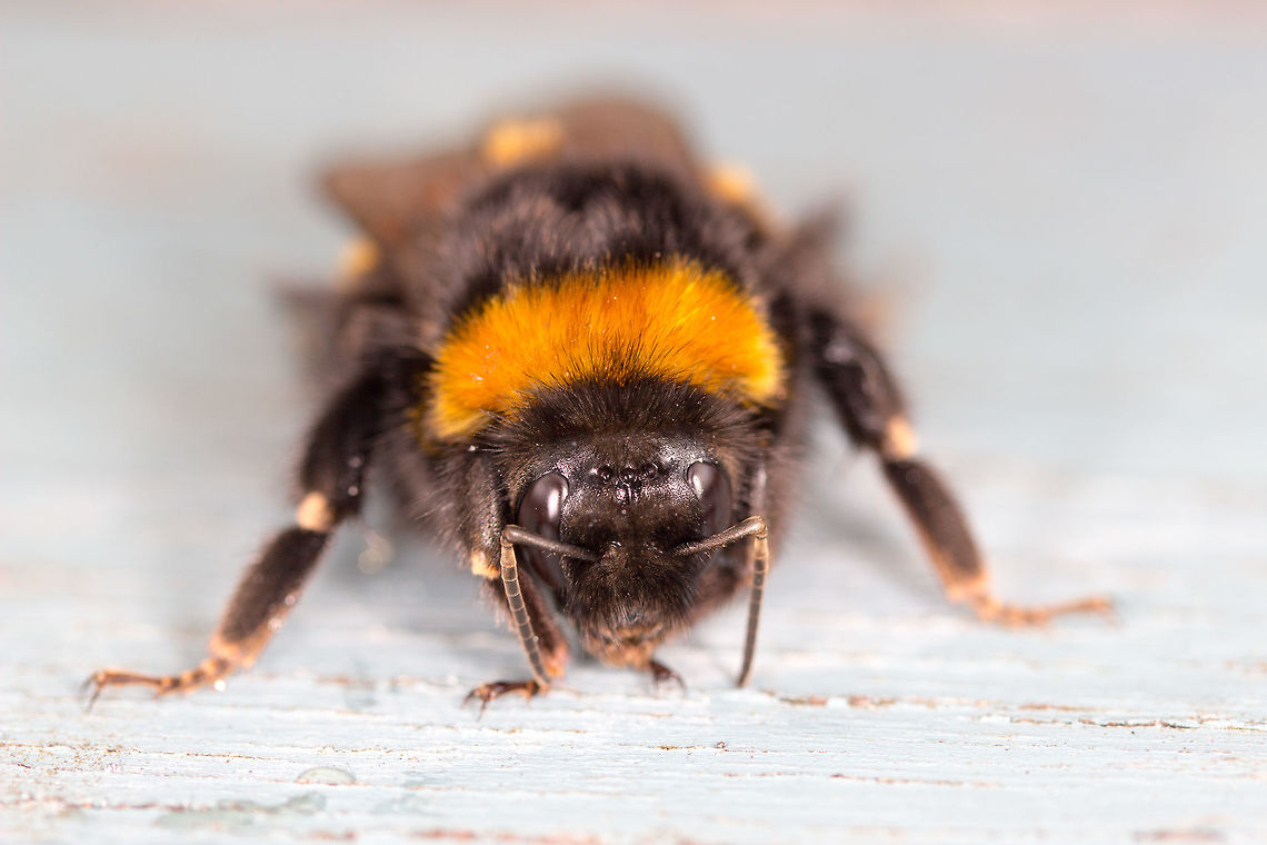 Bumblebee Seen in the garden this afternoon - Unfortunately I think her life was almost up. She enjoyed sugar water but hasn&#039;t flown off 3 hours later. She was very friendly though. Bombus lucorum,White-tailed bumblebee
