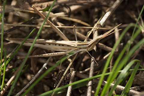 Acrida ungarica Only just noticed in the bushes. First time I've seen one of these. Acrida ungarica,Fall,Geotagged,Greece,Nosed Grasshopper