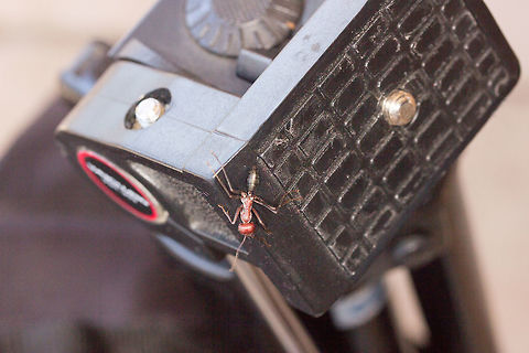 Ant hitching a ride On my tripod of all places! Poor light image, had to bump up the levels in Lightroom unfortunately Cataglyphis nodus,Fall,Geotagged,Greece