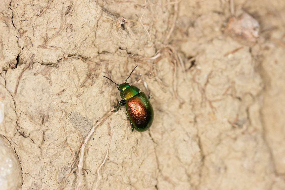 Mint Leaf Beetle Seen during a 6 mile walk known as the 'Arillas Trail' Chrysolina herbacea,Fall,Geotagged,Greece,Mint Leaf Beetle