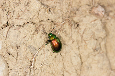 Mint Leaf Beetle Seen during a 6 mile walk known as the 'Arillas Trail' Chrysolina herbacea,Fall,Geotagged,Greece,Mint Leaf Beetle